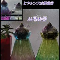 ブルースター,パンジー,ビオラ,,クレロデンドルム　ブルーウイング の画像