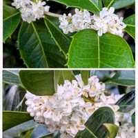 銀木犀,ヒイラギモクセイ,ギンモクセイ,ヒイラギモクセイ(柊木犀),散歩道の画像