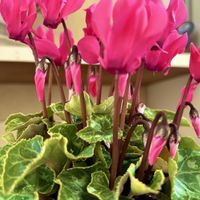 ガーデンシクラメン,ライスフラワー,お誕生日おめでとう,ほしつながり,しゃまのべらんだ♪の画像