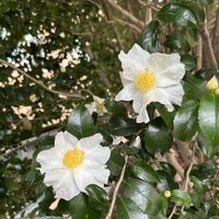 サザンカ,サザンカ,サザンカ,山野草,白い花の画像