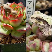 多肉植物,カエル,紅葉多肉,カナチョロの画像