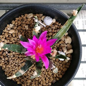 アリオカルプス　アガベ牡丹,サボテンの花,紅葉（こうよう）,新潟県の画像