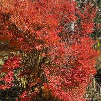 オモト,ドウダンツツジ,ハツユキカズラ,カツラの画像