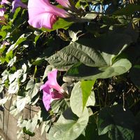 キク,キク,キク,ノアサガオ,ノアサガオの画像