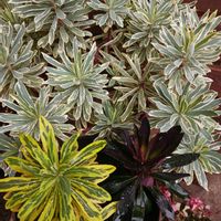 ユーフォルビア・マルティニー,斑入り,ユーフォルビア・ゴールデンレインボー,ユーフォルビア属,ユーフォルビア ブラックバードの画像