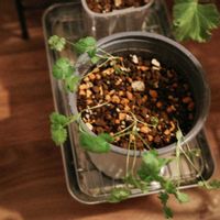 パクチーの画像