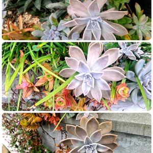 地植え多肉の画像