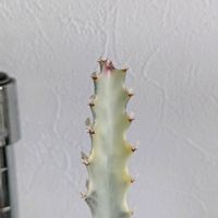 サボテン,ユーフォルビア属,挿し木,今日の一枚,珍奇植物の画像