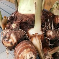 サトイモ,家庭菜園の画像