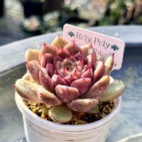 シャビアナ,ルンヨニー,ピーチスアンドクリーム,シャニー,ダイソー 産の画像