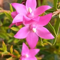 サザンクロス,玄関先の画像