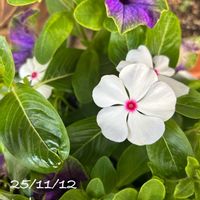 ニチニチソウ,ペチュニア,花壇,ガーデニング,挿し木の画像