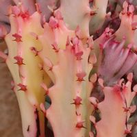 ユーフォルビア マハラジャ,ユーフォルビア マハラジャ,ユーフォルビア・ラクテア,ユーフォルビア・ラクテア,ユーフォルビア・ラクテアの画像