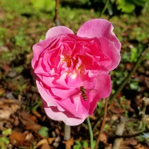 バラ,ホソヒラタアブ,挿し芽,こぼれ種,シュートの画像