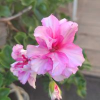 アイビーゼラニウム,日向,宿根・多年草,小さな庭の画像