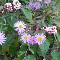 ノコンギク,ピンクパールの画像