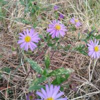 ノコンギクの画像