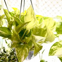 ポトス,斑入りポトス,ポトス テルノエスプリ,テルノエスプリ,ポトス・テルノエスプリの画像