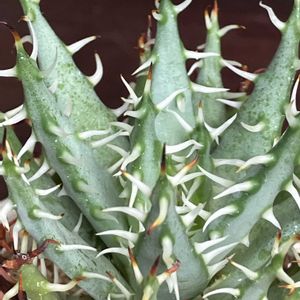 アロエ,アロエ エリナケア,多肉植物,塊根植物,コーデックスの画像