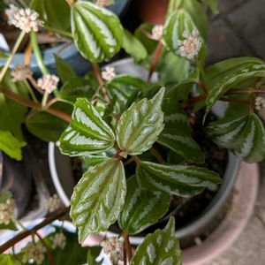 ピレア・カディエレイ,斑入りアベリア,斑入りの葉,2のつく日は斑入りの日,斑入り見つけ隊♪の画像