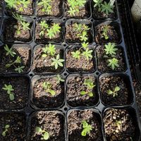 ルピナス,花のある暮らし,愛媛県,庭の画像