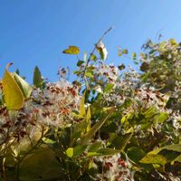 センニンソウ,山野草,野草,有毒植物,風散布の画像