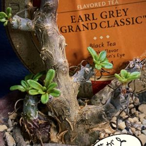 チレコドン　ストリアツス,多肉植物,塊根植物,コーデックス,ベランダ多肉の画像