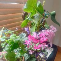 リビング,可愛い,癒し,感謝,楽しみ〜の画像