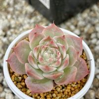 多肉植物,紅葉する多肉,エケベリア属,多肉多肉多肉多肉多肉‼の画像