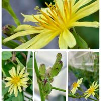 キク,ニラ,サニーレタス,アキノノゲシ,シシトウの画像