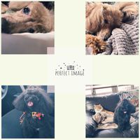 ビアホップ ,斑入りグリーンネックレス,花のある暮らし,花が好き,GSミニモニ。の画像