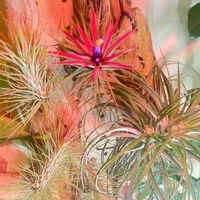 チランジア,エアプランツ,お花,着生植物,素敵の画像