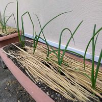 ソニック,実生苗,種まき,植物のある暮らし,玉ねぎ栽培の画像