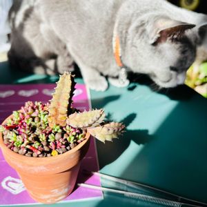 ピンキー,セブリナ錦,グレ子ちゃん,ちまちま寄せ,バルコニストの画像