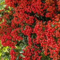 ピラカンサ,シモツケ ,いつもの散歩道♡の画像