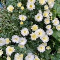 ボーダー花壇,ウクライナに平和を,あらゆる戦争に反対,植物で癒しを！,猫が平和でいられますように。の画像