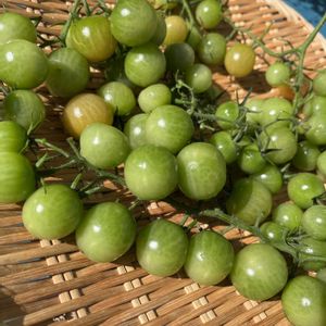 ミニトマト,ガーデニング,家庭菜園,庭の画像