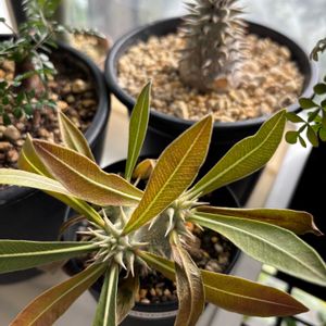 ユーフォルビア属,パキポディウム　恵比寿大黒,パキポディウム　グラキリス✖️ホロンベンセ,多肉植物,観葉植物の画像