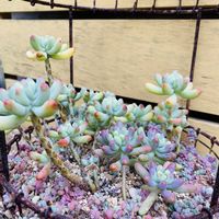 セダム,乙女心,乙女心,パープルヘイズ,パープルヘイズの画像