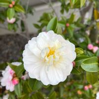 サザンカの画像