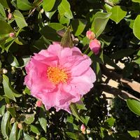 サザンカの画像