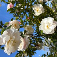 サザンカの画像