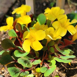リーフ好き☘.۰•゜,地植え,かわいいな♡,すてき…♡,自己流ガーデニングの画像
