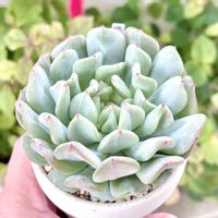 エケベリア ロックキャンディミント,成長記録 ロックキャンディミント,エケベリア シュガーミント,エケベリア セレスチャルニンフ,神奈川タニラーの画像