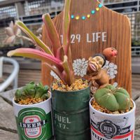 ハオルチア,ペンタカンサ,ネオレゲリア・ファイヤーボール,多肉植物,神奈川タニラーの画像