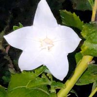 キキョウ,サザンカ,ニチニチソウ,マイクロアスター,サボンソウの画像