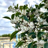 ギンモクセイ,銀木犀（ギンモクセイ）,岐阜県,多肉男子,ギンモクセイ。の画像