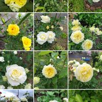 お庭作り中,広い庭,家庭菜園の画像