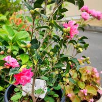 イチゴ,家庭菜園の画像