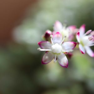 リトルフロッジー,多肉植物,多肉初心者,咲いた！,癒されるの画像